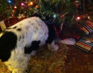 Chipper hunting for his presents