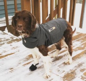 Dog in a Thundershirt wrap