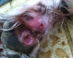 Cassie's sore front paw