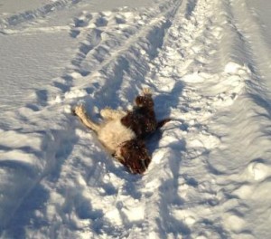 Cassie rolling in the snow.