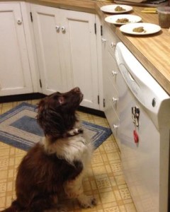 Cassie anticipating a taste of a new batch of homemade dog food.
