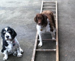 Cassie using the ladder command with Chipper watching.