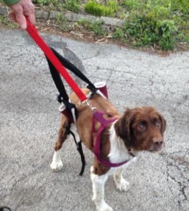 Cassie being guided in her harness and sling.