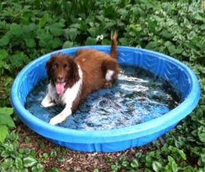 Cassie in her kiddy pool.