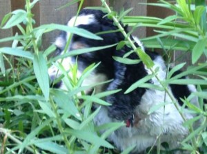 Chipper hiding in the weeds full of mosquitoes.