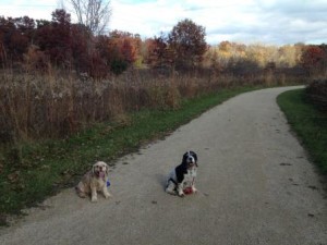 Buffy and Chipper on a hike at the forest preserve.