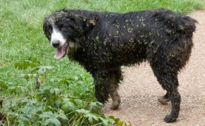 Dog covered with burs.