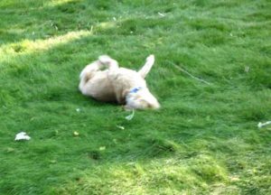 Buffy rolling around on the grass.