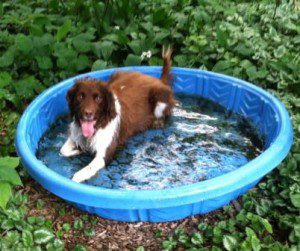 Dog in kiddie pool
