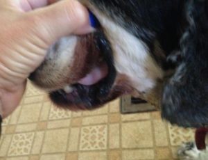 Dog with lip fold dermatitis