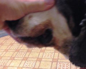 Dog with lip fold dermatitis