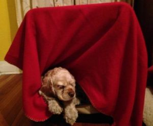 Cocker spaniel in a cage covered with a blanket