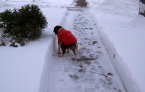 Dog pooping in the snow