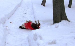 Springer spaniel rolling in the snow