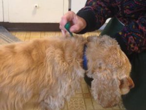 Dog getting a flea & tick treatment