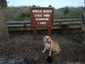 Cocker spaniel at Myrtle Beach sign