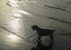Dog at shoreline at sunset