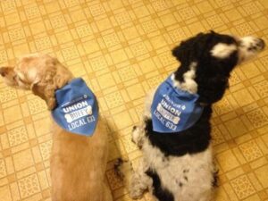 Cocker spaniels wearing union bandanas