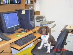 Dog sitting at computer