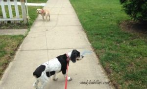 Dogs going for a walk