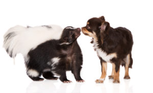 Dog nose to nose with a skunk