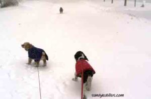 Dogs walking in the snow