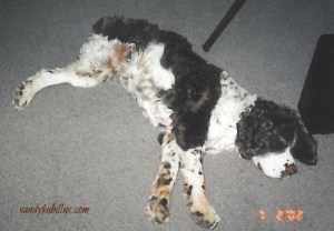 Springer spaniel with 3 legs laying down