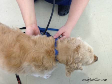 Dog getting a vet exam