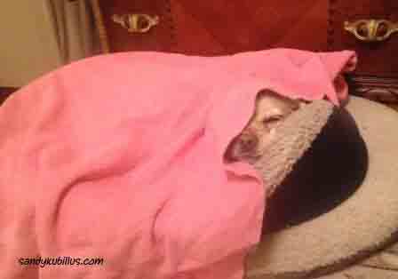 Dog covered with blankets