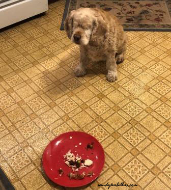 Dog sitting by plate of leftovers