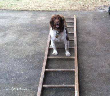 Dog using ladder for cavaletti training